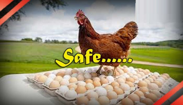 POULTRY IN GURUGRAM SAFE FOR CONSUMPTION, SAY OFFICIALS AFTER CONDUCTING CHECKS