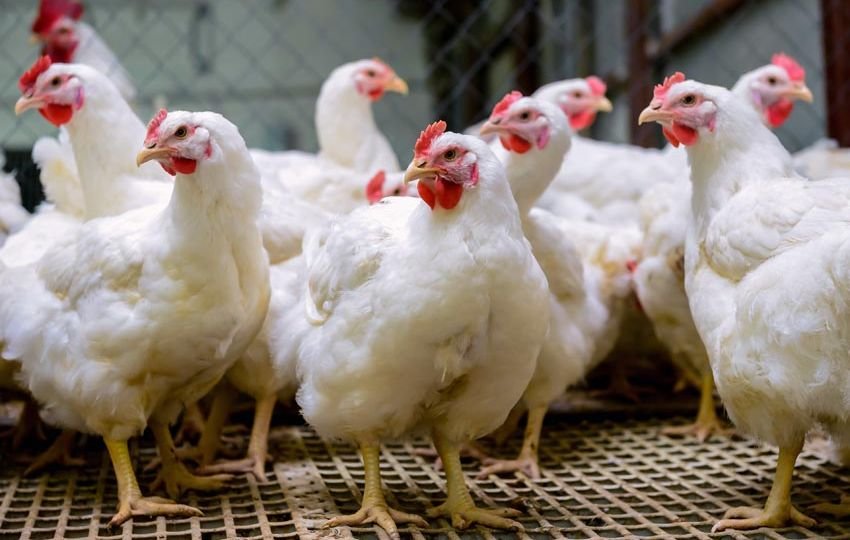 As chicken price crosses Rs260 per kg, poultry industry seeks import of soybean meal to tide over crisis