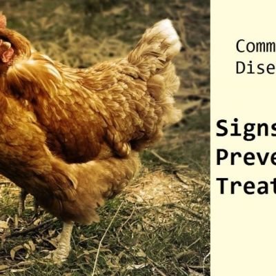 Diseases