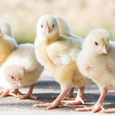 Flock Grading