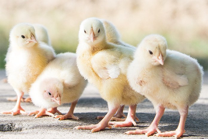 Flock Grading