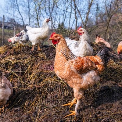 Poultry waste to be collected separately, recycled in Trichy