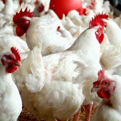 Recovering from Covid-19, poultry business suffers second setback with high mortality rate of birds