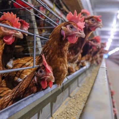 Punjab: 250 to 1,500 poultry birds dying daily at Barwala, say RDDL officials