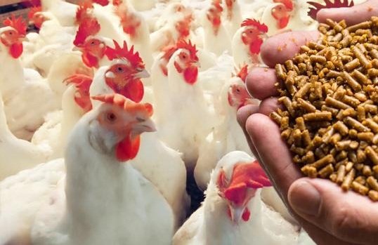 AS FEED COSTS RISE, CHICKEN RATES SURGE ACROSS ANDHRA PRADESH