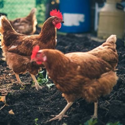 No bird flu cases in Odisha, people can consume poultry products: govt