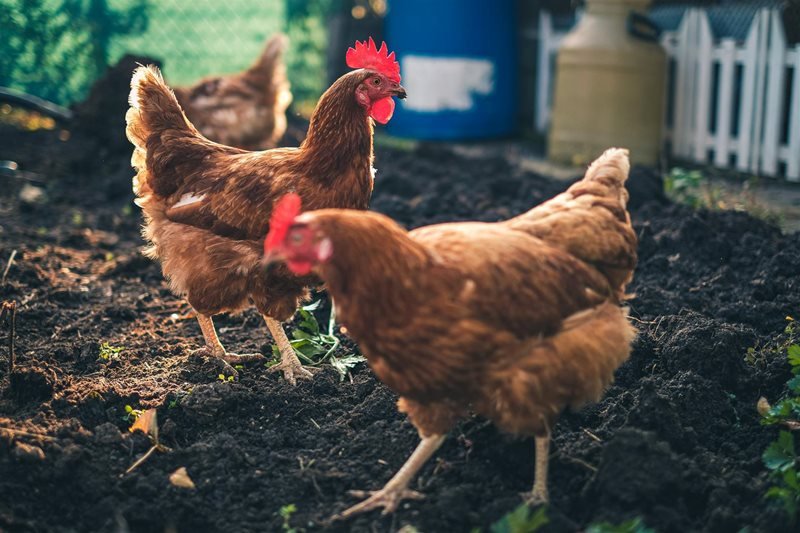 No bird flu cases in Odisha, people can consume poultry products: govt