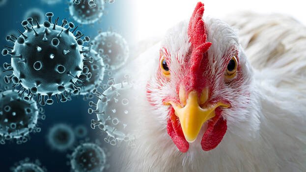 Culling of birds not feasible, Haryana tells Centre