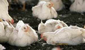Haryana orders culling of 1.66 lakh poultry birds in Panchkula, Farmers to be compensated @Rs90/- per bird