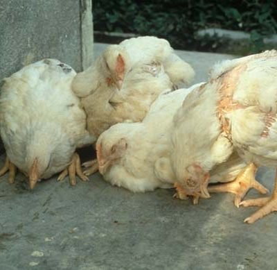It’s official — bird flu killed 4.37 lakh chickens in Barwala