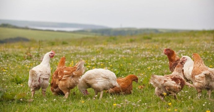 Sustainable poultry