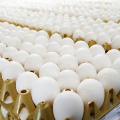 Hyderabad: Supply shortages see spike in poultry prices