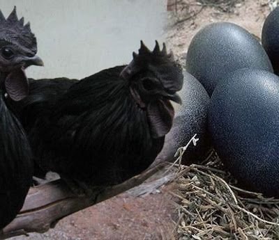 MS Dhoni set for organic poultry farming, orders 2000 black 'Kadaknath' chickens