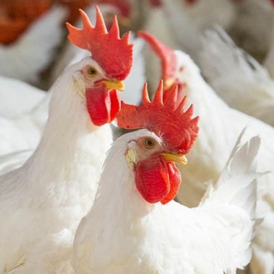 Poultry industry picks up pace; chicken prices go up