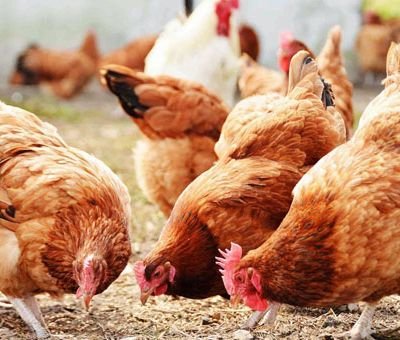 Poultry industry gets a boost in Telangana