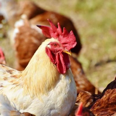 Punjab develops poultry supplement from kinnow peels