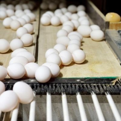 Short supply and high demand push up egg price to Rs 80/dozen in Mumbai