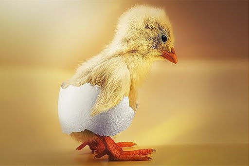 Stop using cruel methods to kill male chicks: Goa govt