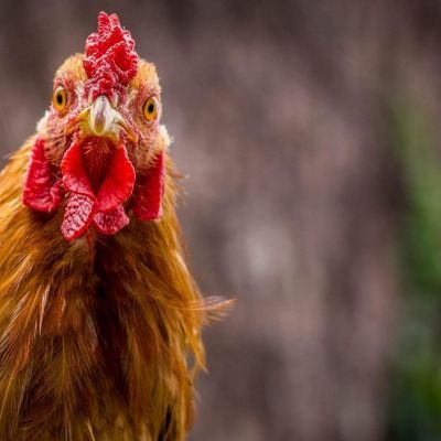 World Animal Protection Asks Consumers To Step Forward And Demand Better Lives For Chickens