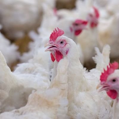 WTO panel accepts India-US request to delay compliance report on poultry dispute till March 2021