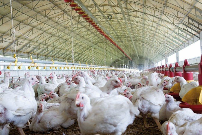 The Demand for Broiler Chicken in India...
