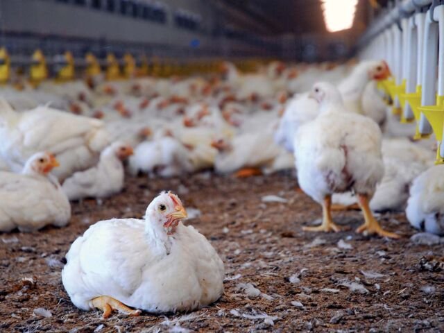 NEW PRACTICES IN POULTRY MANAGEMENT FOR BETTER POULTRY PERFORMANCE WITH FOCUS AREAS