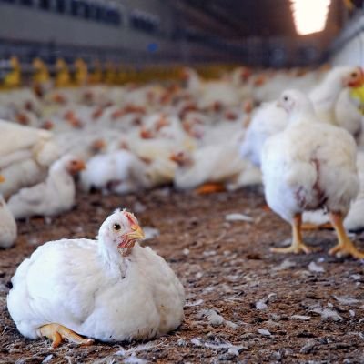chickens-poultry-farm-papaak