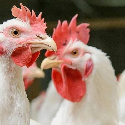White Chickens Farm