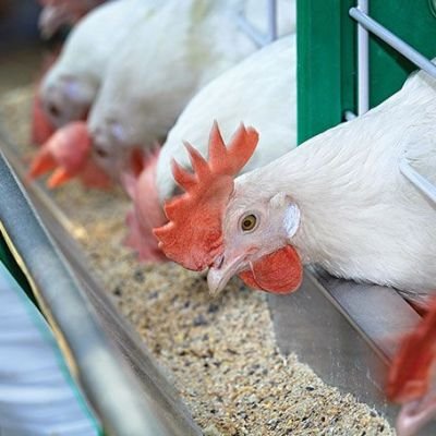 chickens-eating-feed-papaak-poultry