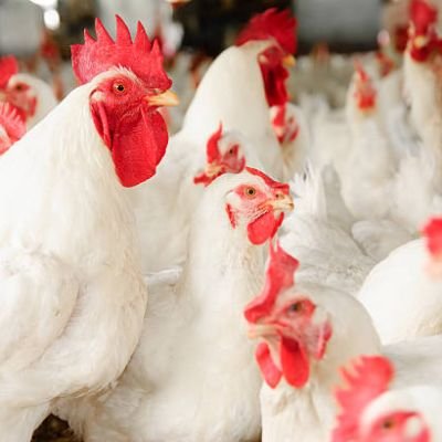 White broiler chickens in a poultry farm.