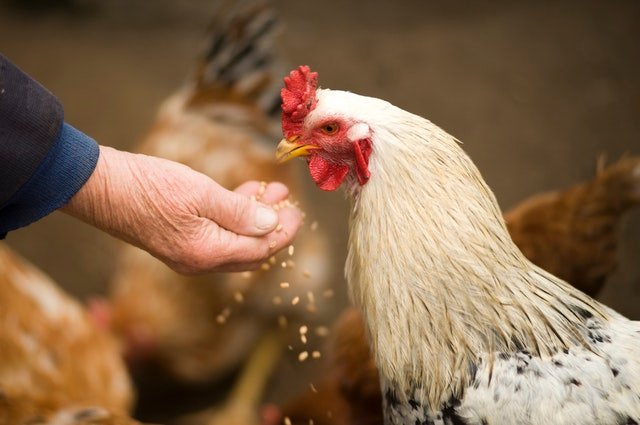 papaak poultry