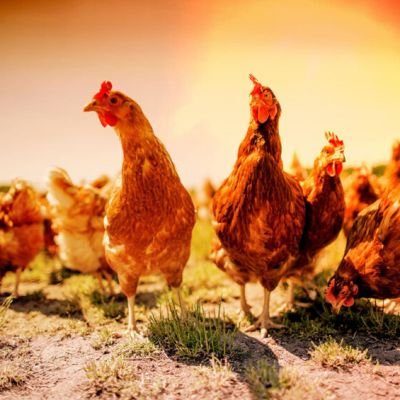 chicken on traditional free range poultry
