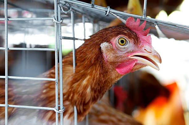 poultryppk