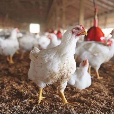 891567-Poultrycopy-1432484915