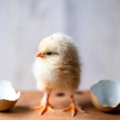 New life