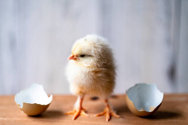 New life
