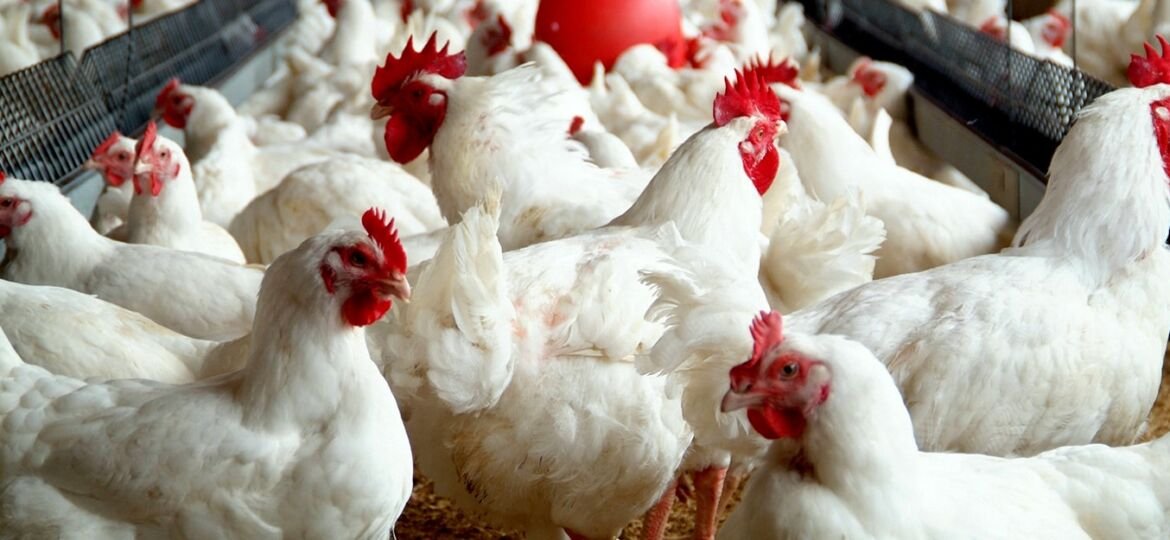 poultry-farming