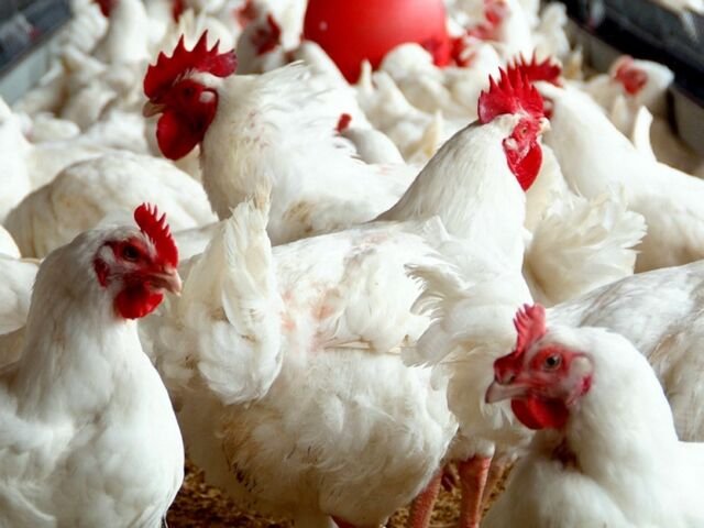 poultry-farming