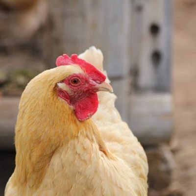 avian-flu-1-1280x640