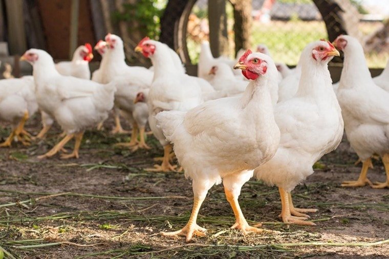 free-range-broiler-chickens_Kishyru_Shutterstock-760x507