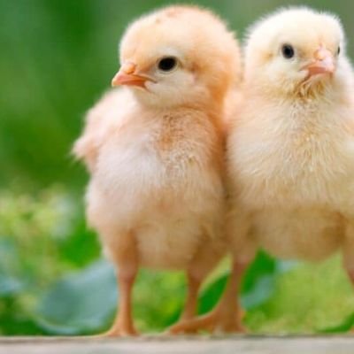 group-of-funny-baby-chicks-on-the-farm-picture-id1243389108-1024x535