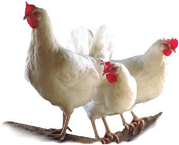 live-broiler-birds-500x500