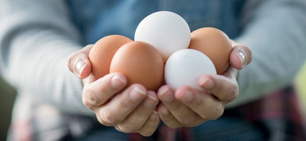 sustainability-poultry-article-header-fw