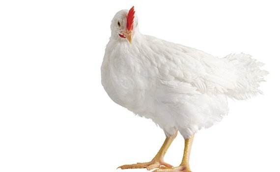 papaak poultry egg broiler chicken hen feed papaak indian poultry