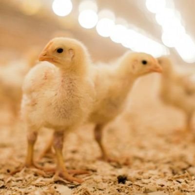 Six-year-old girl dies after getting trapped in poultry feed mixing machine in Namakkal