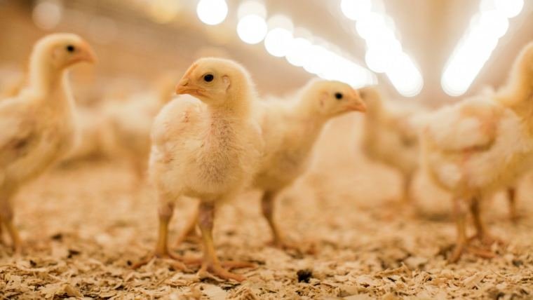 Six-year-old girl dies after getting trapped in poultry feed mixing machine in Namakkal