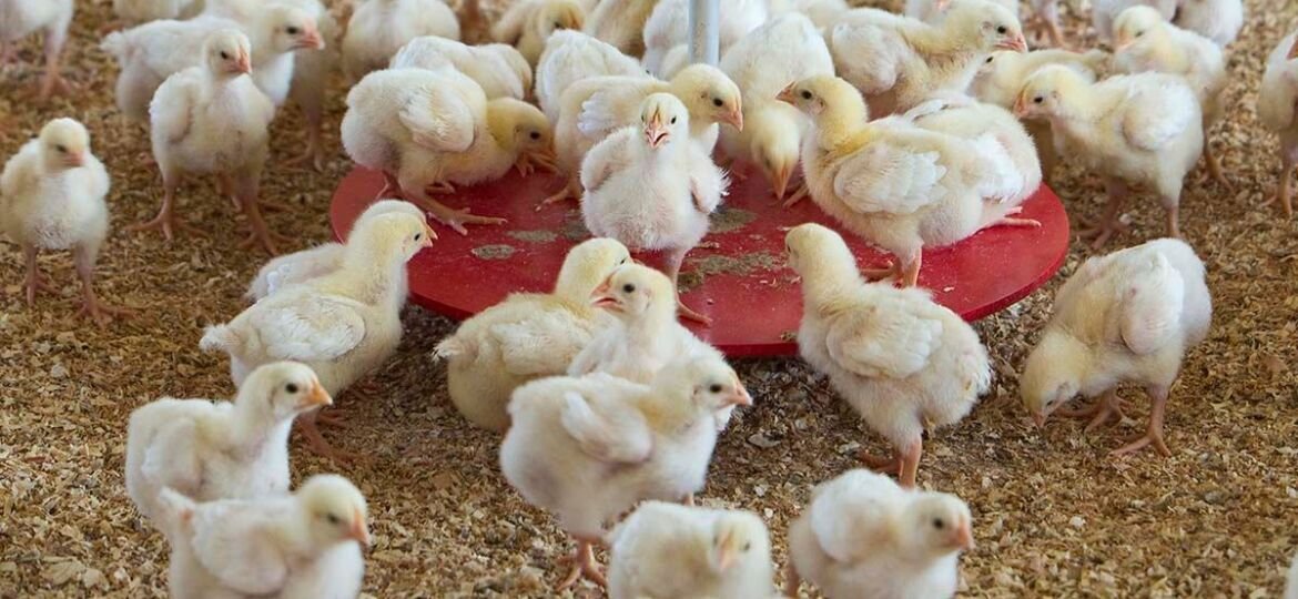 declining Indian soybean meal exports growth