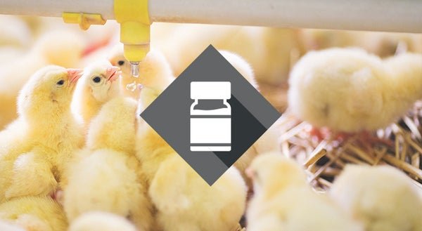 Jharkhand on alert as bird flu cases