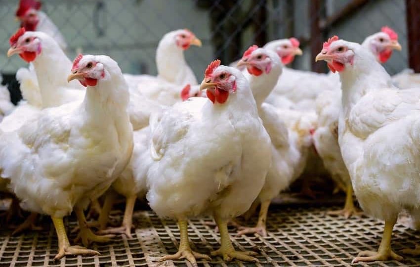 Egg Laying Hens Rules, 2023