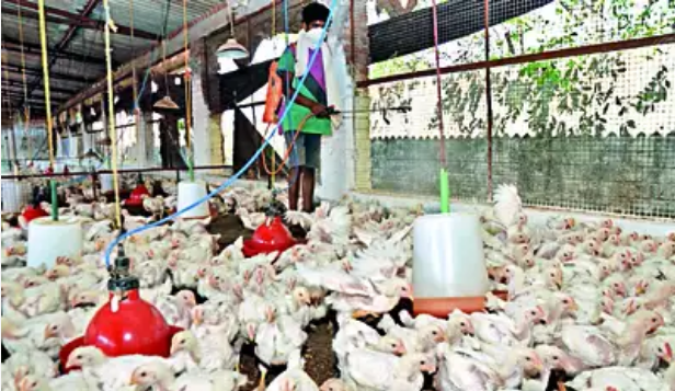 bird flu ban
